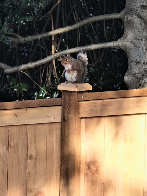 Standard Full Panel Fences Premium Wood Build