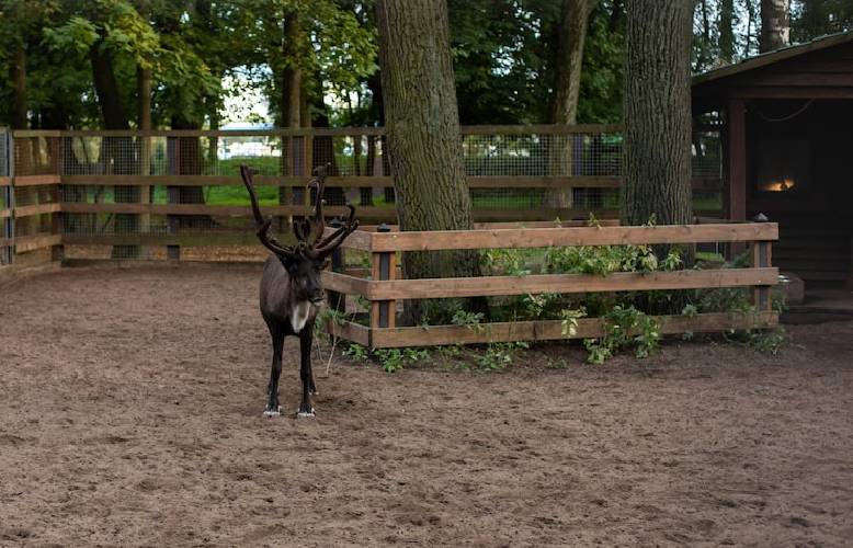 Deer Fencing