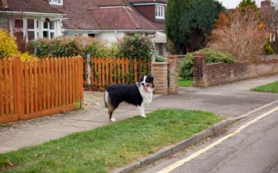 Essential Guide To Front Yard Fence Maintenance For Better Curb Appeal